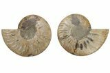 Cut & Polished, Agatized Ammonite Fossil - Madagascar #208603-1